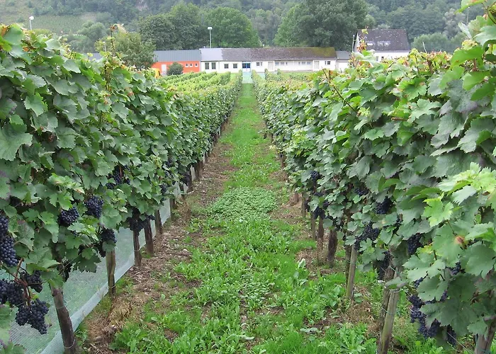 Weingut Day 게스트하우스 3*